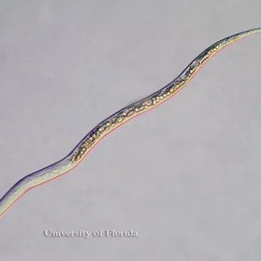 thumbnail for publication: Citrus Nematode, Tylenchulus semipenetrans (Cobb 1913) (Nematoda: Secernentea: Tylenchida: Tylenchulidae: Tylenchulinae)